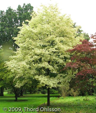 Acer platanoides 'Drummondii'